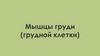 Мышцы груди