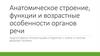 Анатомическое строение, функции и возрастные особенности органов речи