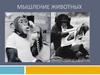 Мышление животных