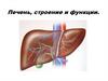 Печень, строение и функции