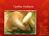 Грибы Кубани