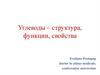 Углеводы – структура, функции, свойства