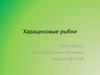 Харациновые рыбки