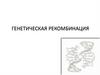 Генетическая рекомбинация