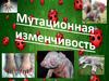 Мутационная изменчивость