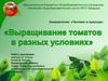 Выращивание томатов в разных условиях