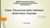 Сельскохозяйственные животные. Коровы