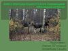 Книга природы родного края. Заповедник "Лосиный остров"