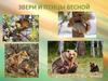 Звери и птицы весной