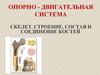Опорно-двигательная система скелет. Строение, состав и соединение костей