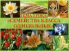 Класс Однодольные