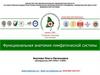 Функциональная анатомия лимфатической системы