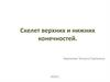 Скелет верхних и нижних конечностей 2021