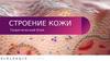 Строение кожи. Теоретический блок