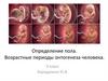 Определение пола. Онтогенез. 9 класс