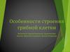 Особенности строения грибной клетки