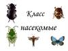 Класс насекомые