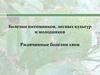 Лесная фитопатология. Ржавчина хвои. Болезни листьев. Занятие 6