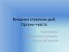 Внешнее строение рыб
