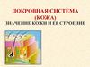 Покровная система (кожа). Значение кожи и ее строение