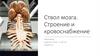 Ствол мозга. Строение и кровоснабжение
