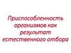 Приспособленность организмов как результат естественного отбора