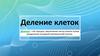 Деление клеток