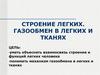 Строение легких. Газообмен в легких и тканях