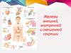 Железы внешней, внутренней и смешанной секреции