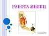 Работа мышц