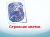 Строение клетки