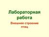 Внешнее строение птиц. Лабораторная работа