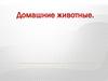 Домашние животные. Кто лишний?