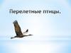 Перелетные птицы