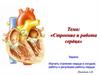 «Строение и работа сердца»