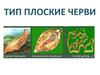 Тип Плоские черви