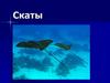 Скаты