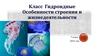 Класс Гидроидные. Особенности строения и жизнедеятельности (7 класс)