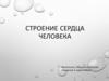 Строение сердца человека