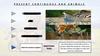Present Continuous and Animals 2