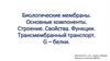 Биологические мембраны. Основные компоненты. Строение. Свойства. Функции. Трансмембранный транспорт. G – белки