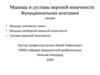 Мышцы и суставы верхней конечности. Функциональная анатомия
