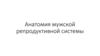 Анатомия мужской репродуктивной системы