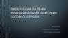 Функциональная анатомия головного мозга