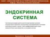Эндокринная система человека