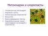 Митохондрии и хлоропласты