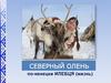 Северныей олень – по-ненецки "илебця" (жизнь)