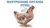 Внутренние органы птиц