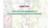 Цветок. Орган семенного размножения растений