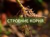 Строение корня